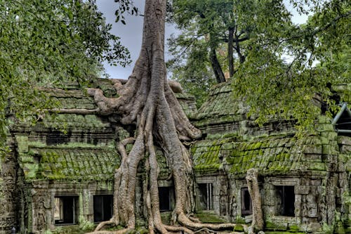 Безкоштовне стокове фото на тему «ta prohm, ангкор, Археологія» стокове фото