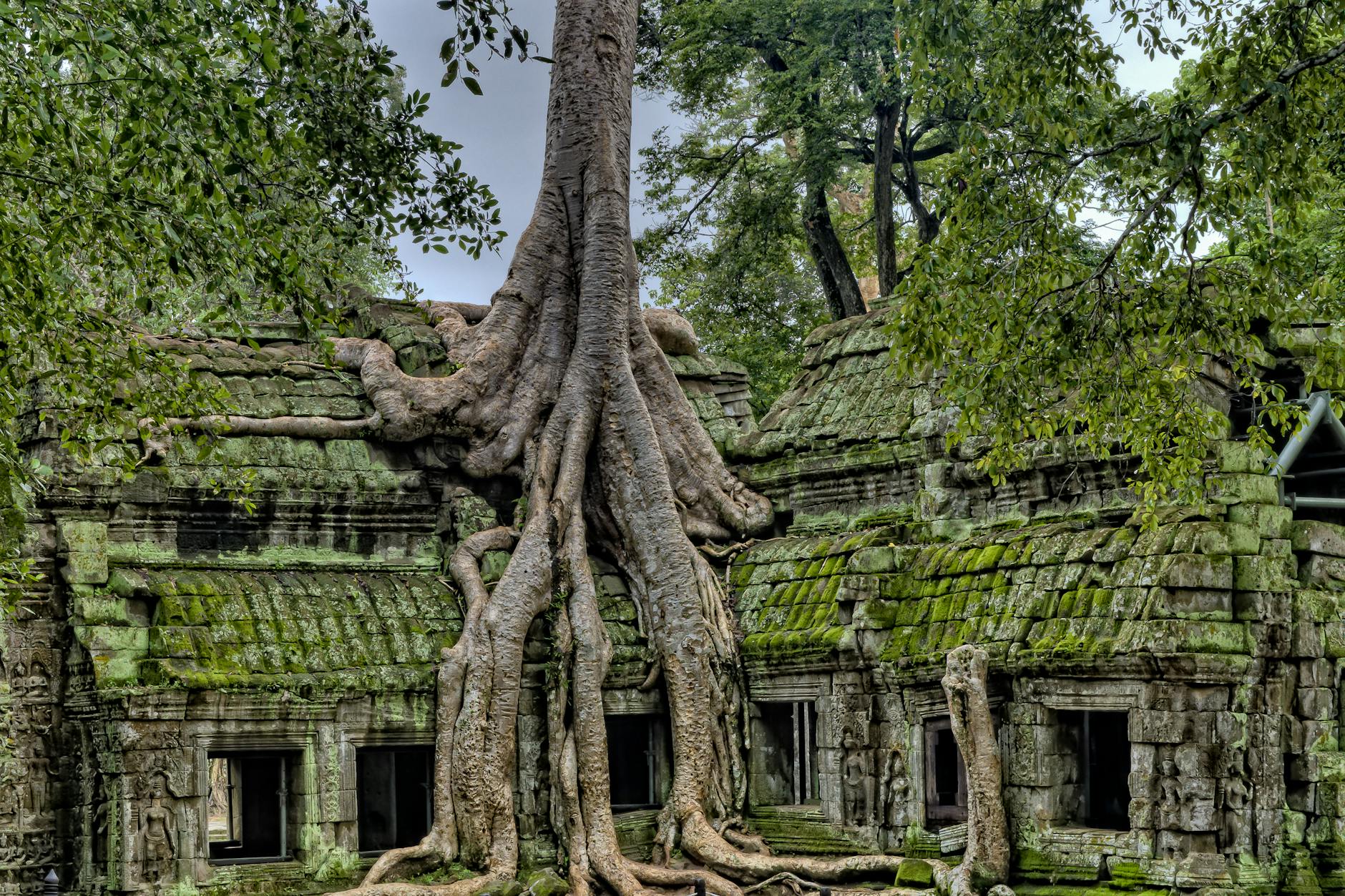 Majestic roots entwine the ancient Ta Prohm temple, a UNESCO World Heritage site in Cambodia.
