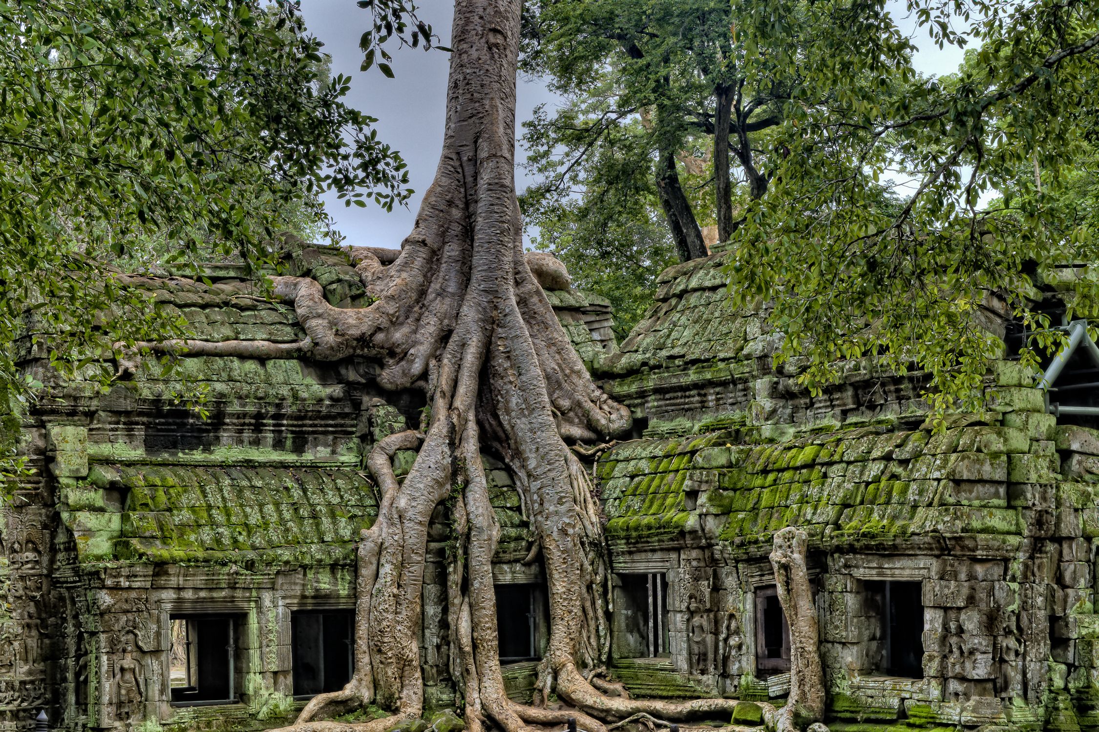 Tree Buidling Building With Tree · Free Stock Photo