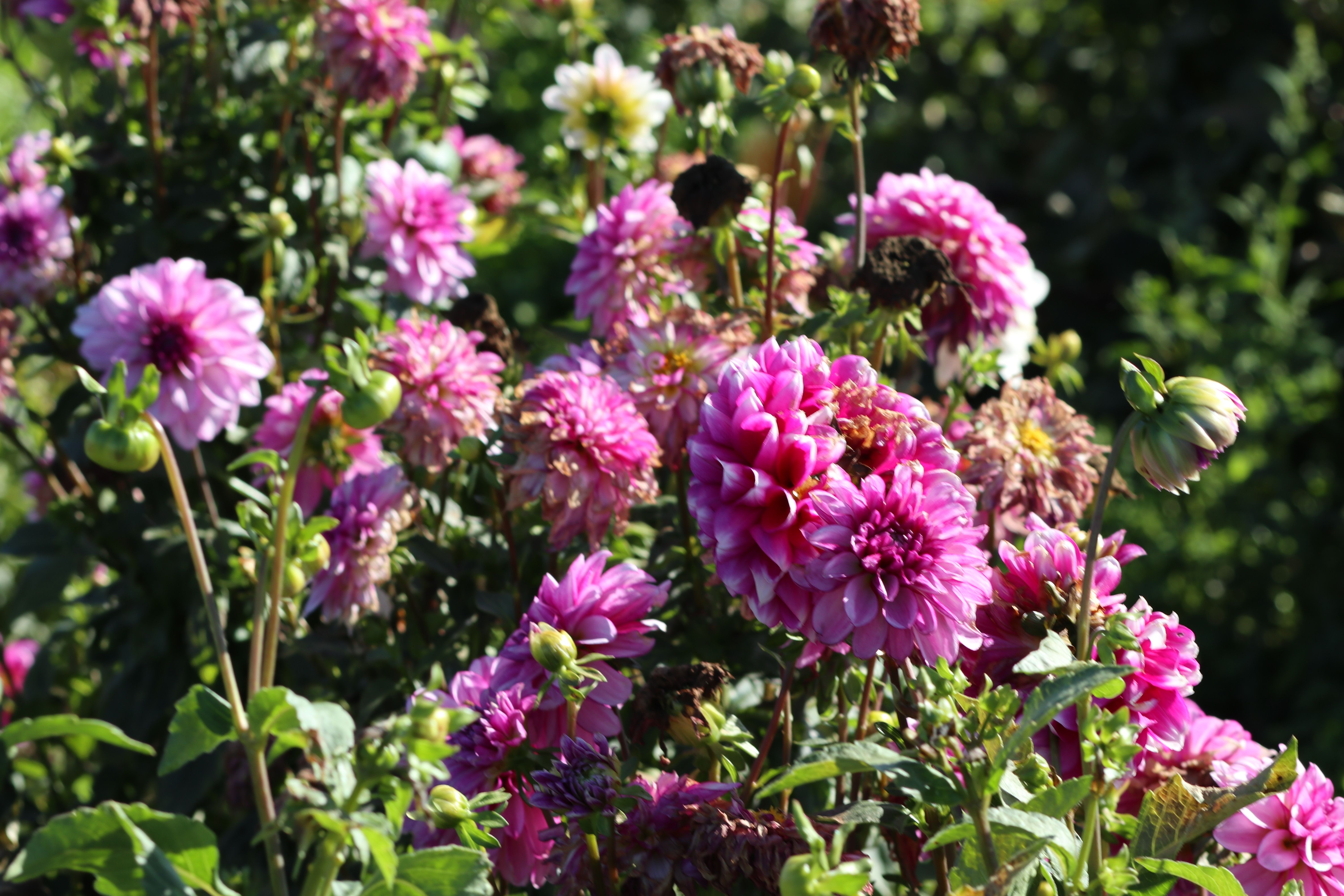 Gardener deadheading a dahlia with secateurs in a sunny August border