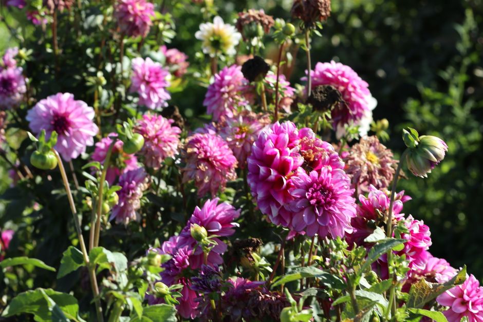 Gardener deadheading a dahlia with secateurs in a sunny August border