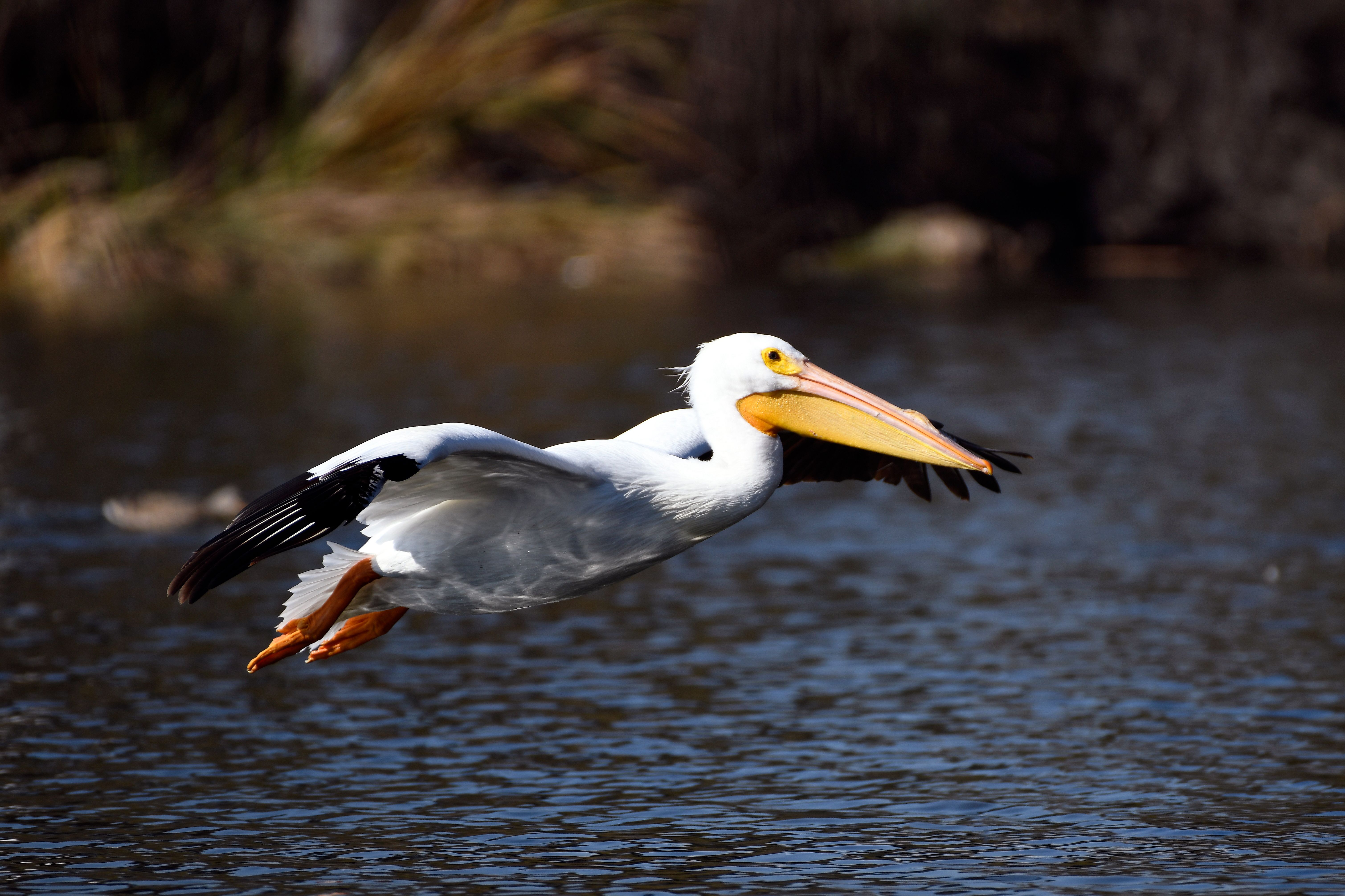 A Pod of Pelicans on Dry Land · Free Stock Photo