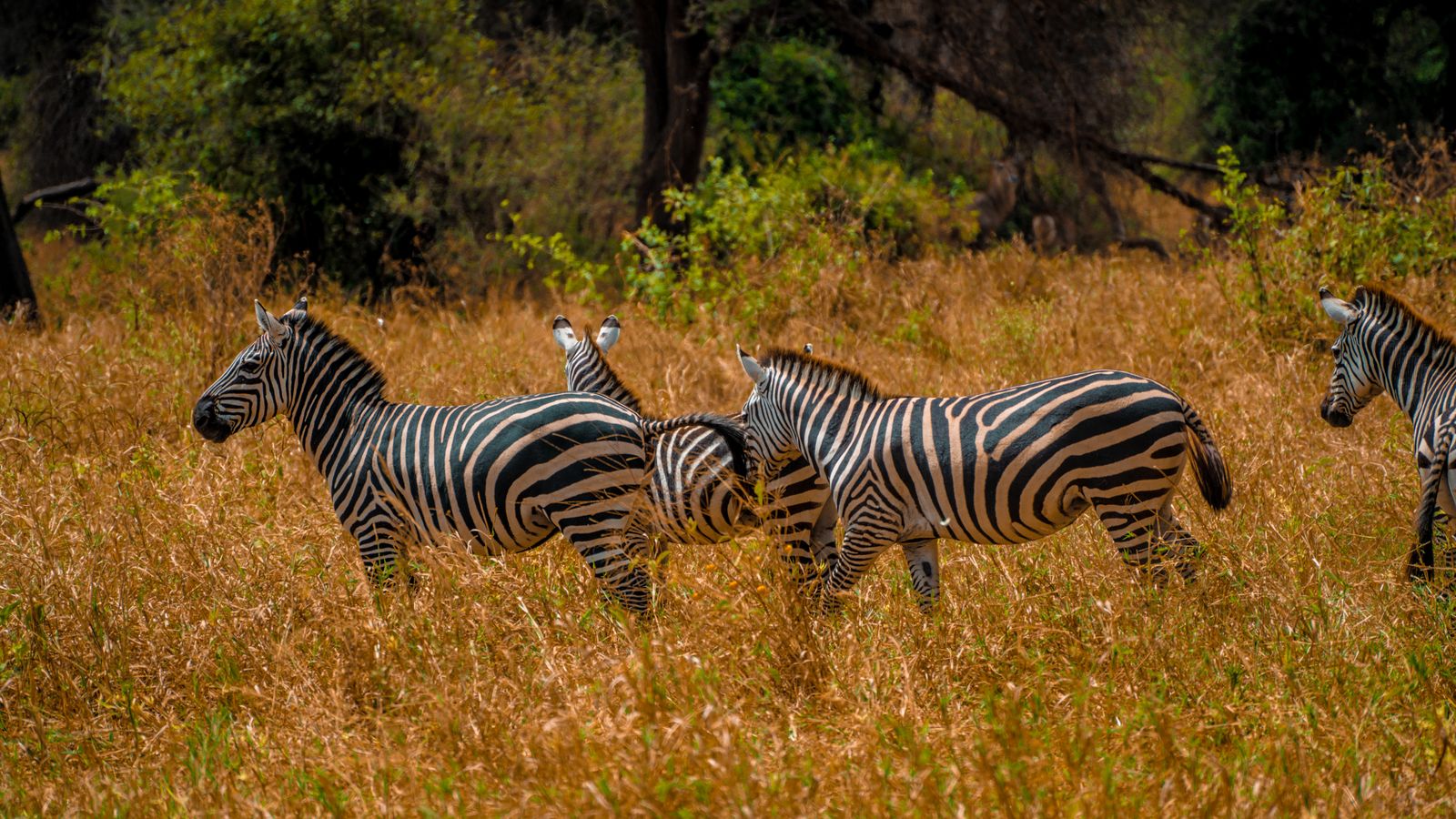 Zebras on savannah, Benin