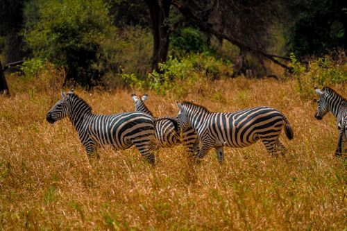 Free A group of zebras grazing in the golden grasslands of Tanzania's Serengeti National Park. Stock Photo