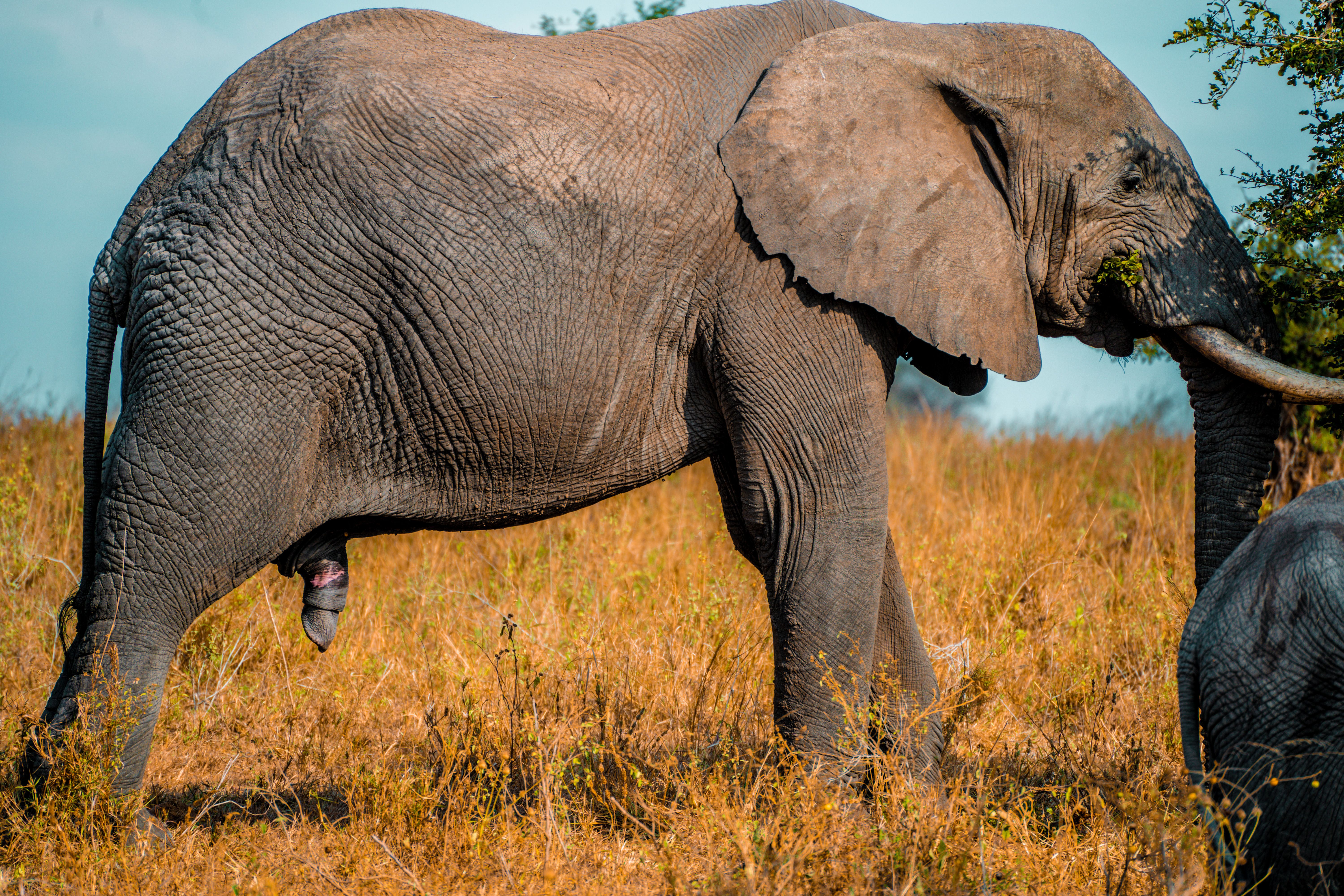 Photos gratuites de afrique, animal, aventure