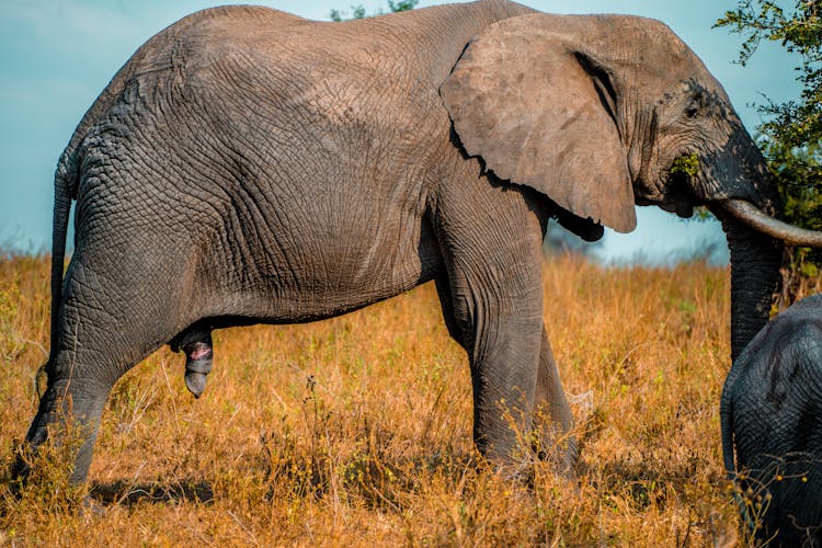 Big Elephant On Savannah