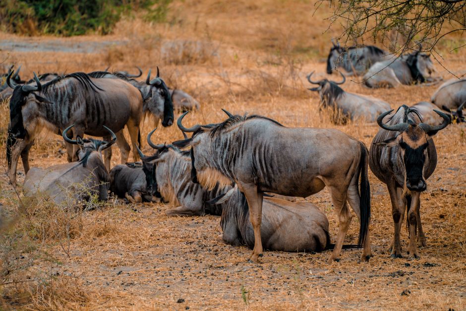 A herd of wildebeests resting on dry grass in Tanzania's savannah, capturing wildlife harmony.