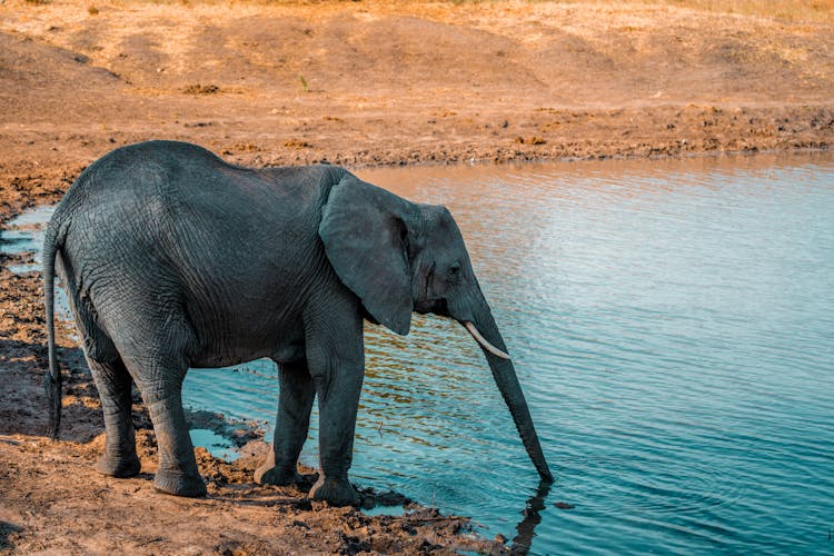 An Elephant Drinking A Water