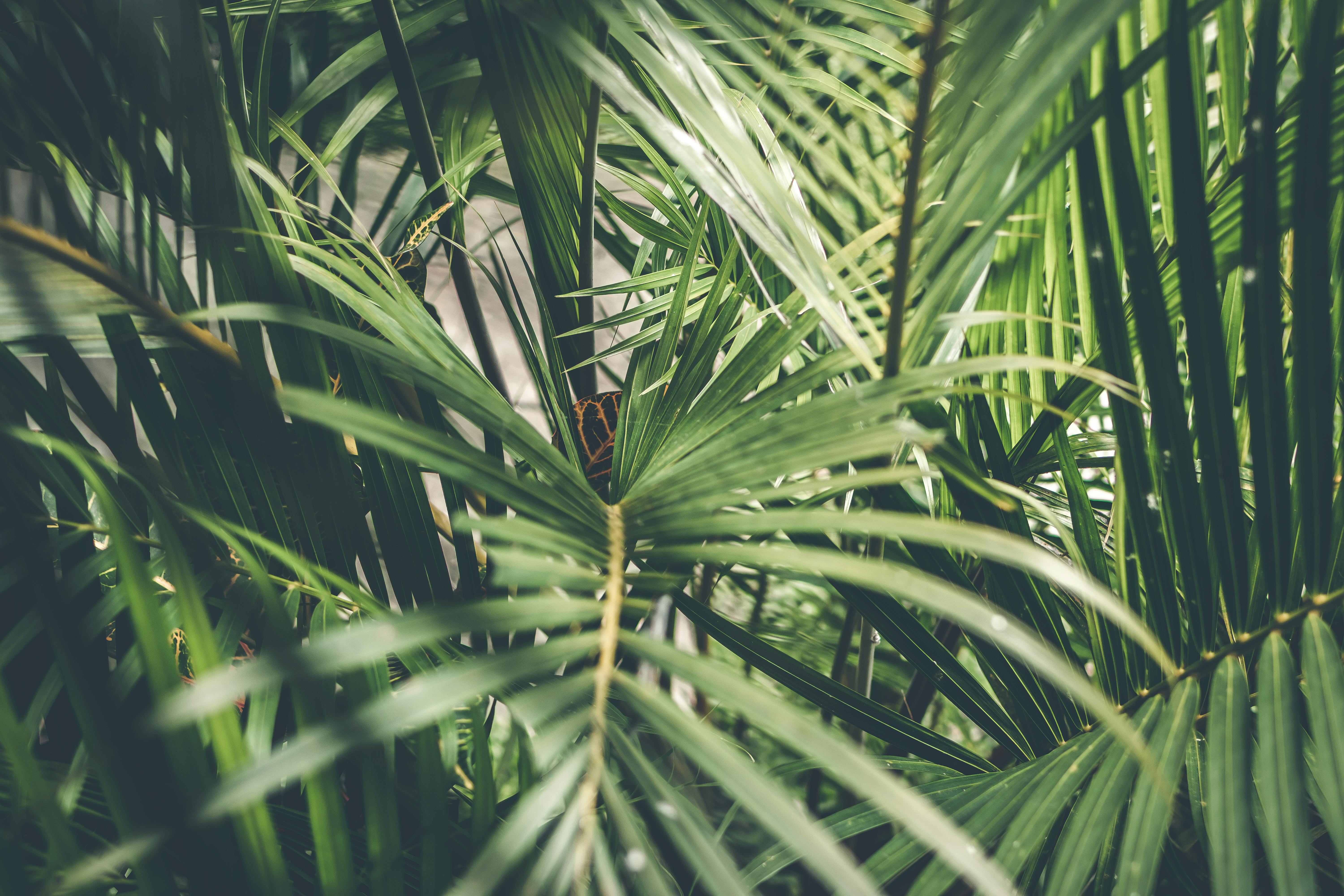 Featured image of post Tropical Leaves Background 4K