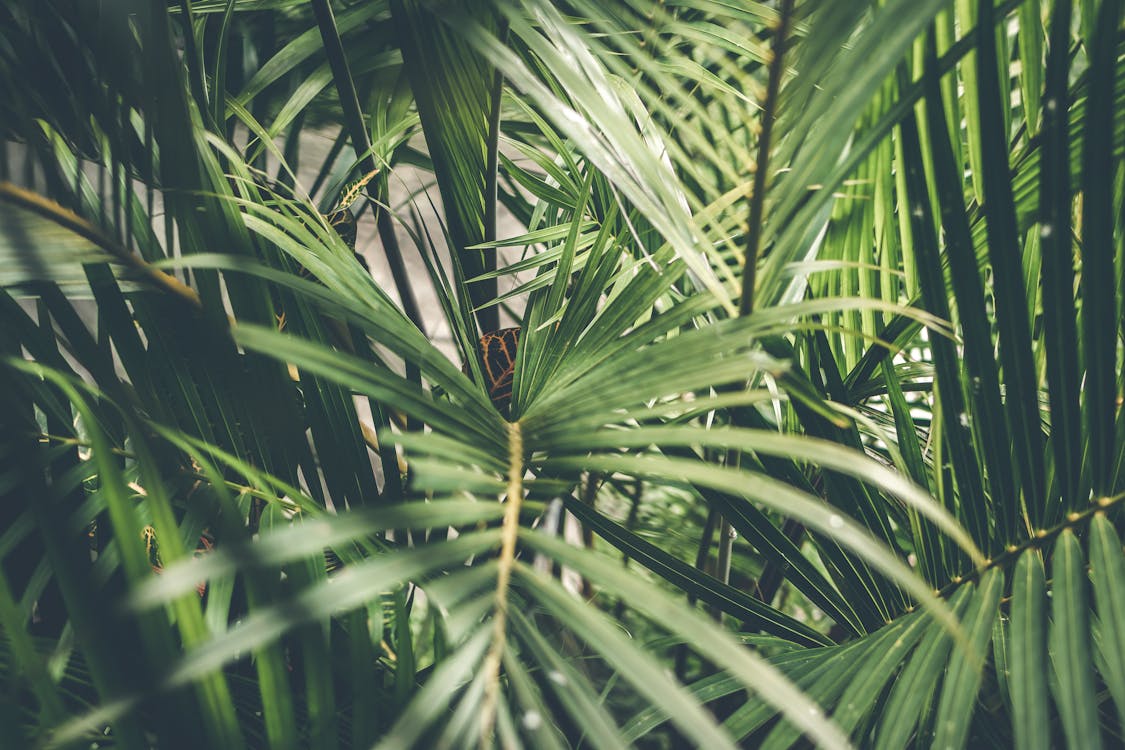 Close-Up Photo of Palm Plant