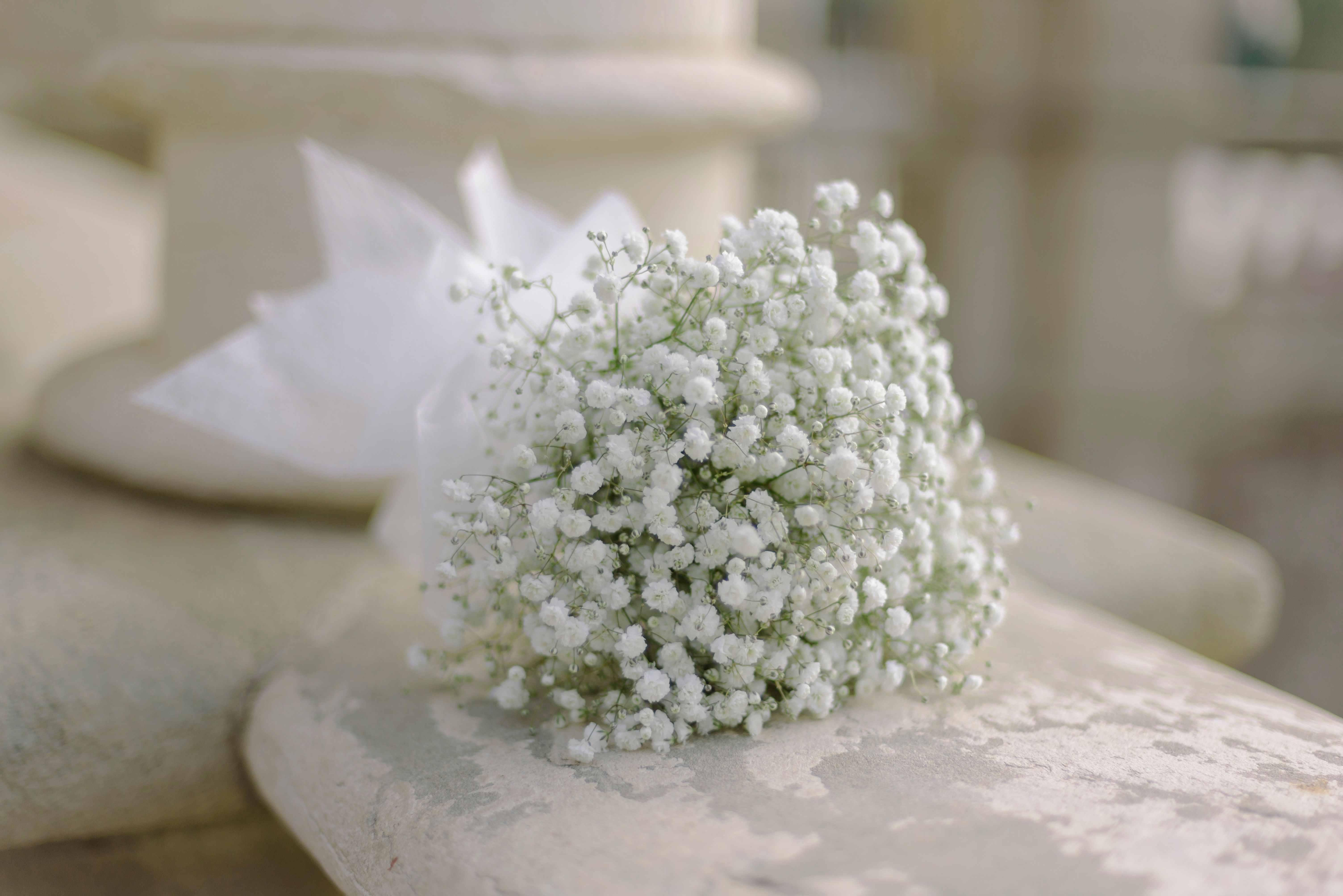 Photos gratuites de arrangement floral, beauté naturelle, botanique