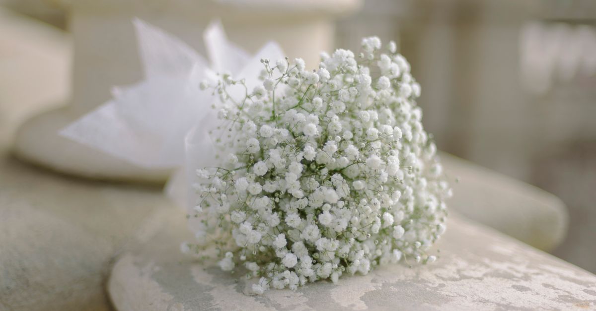 Gypsophile : Guide Culture et Entretien Facile