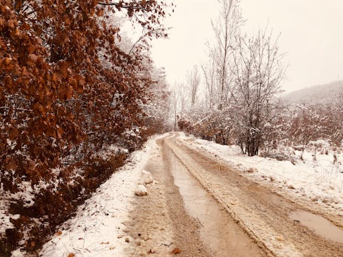 Základová fotografie zdarma na téma asfalt, les, listy