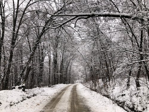 Základová fotografie zdarma na téma bílá, les, prázdný