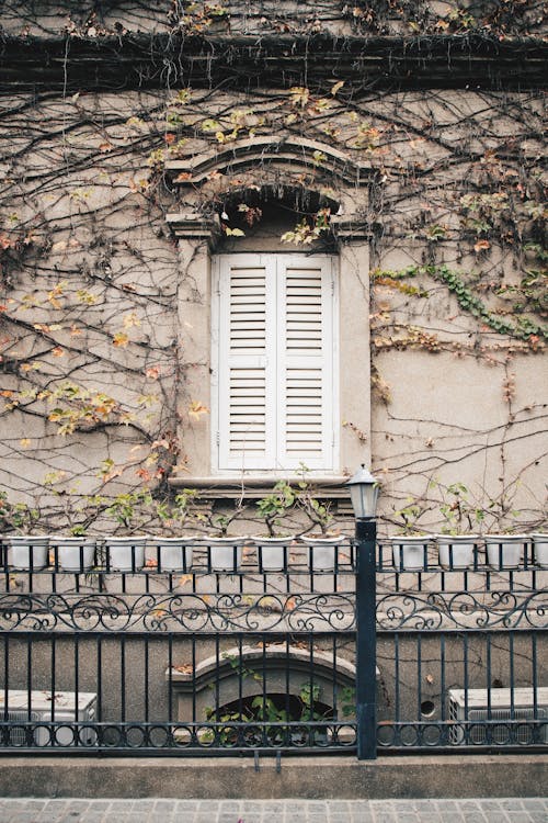 Immagine gratuita di caseggiato, edera, edificio