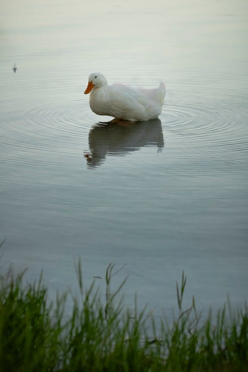 Kostnadsfri bild av damm, djur, fågel