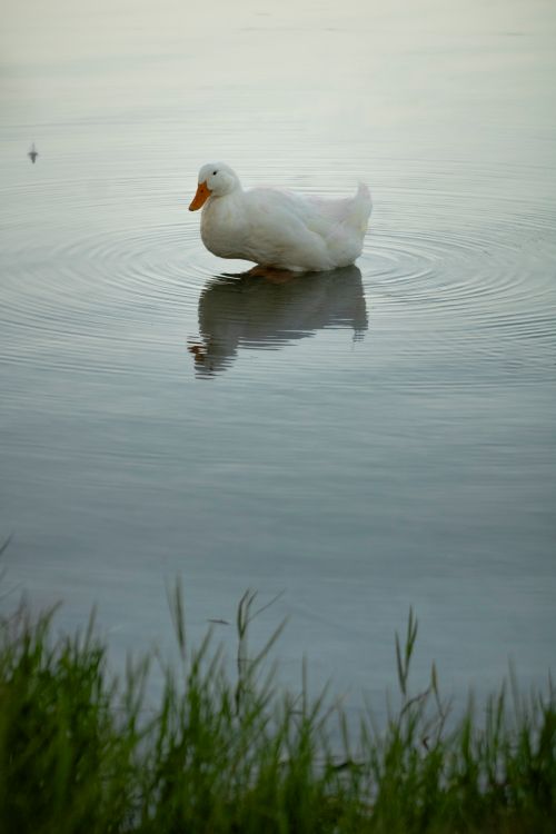 Free A peaceful white duck floating on a tranquil lake, reflecting serenity and nature in Adana. Stock Photo