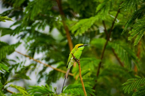 Green Bird Perching against Green Tree Leaves