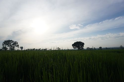 Free Beautiful view of dewy paddy fields under a cloudy sky in Lamongan, Indonesia. Stock Photo