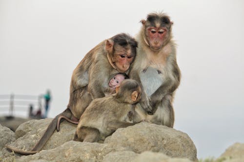 Cute Monkey Family on Rock
