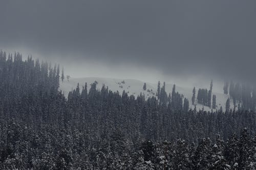 冬季, 山谷, 常綠 的 免費圖庫相片