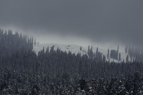 Free Serene view of a misty evergreen forest blanketed in snow during winter, exuding tranquility. Stock Photo