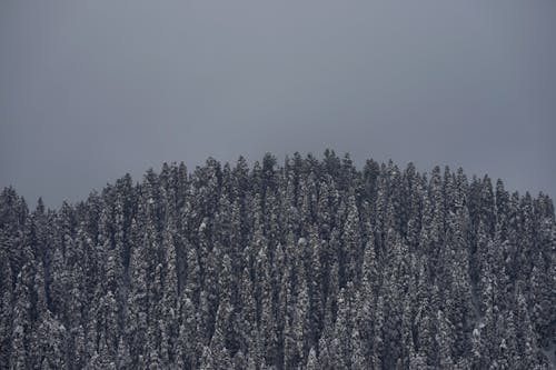 冬季, 山谷, 常綠 的 免費圖庫相片