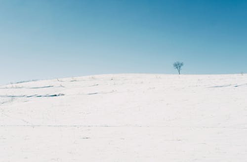 Бесплатное стоковое фото с дерево, зима, небо