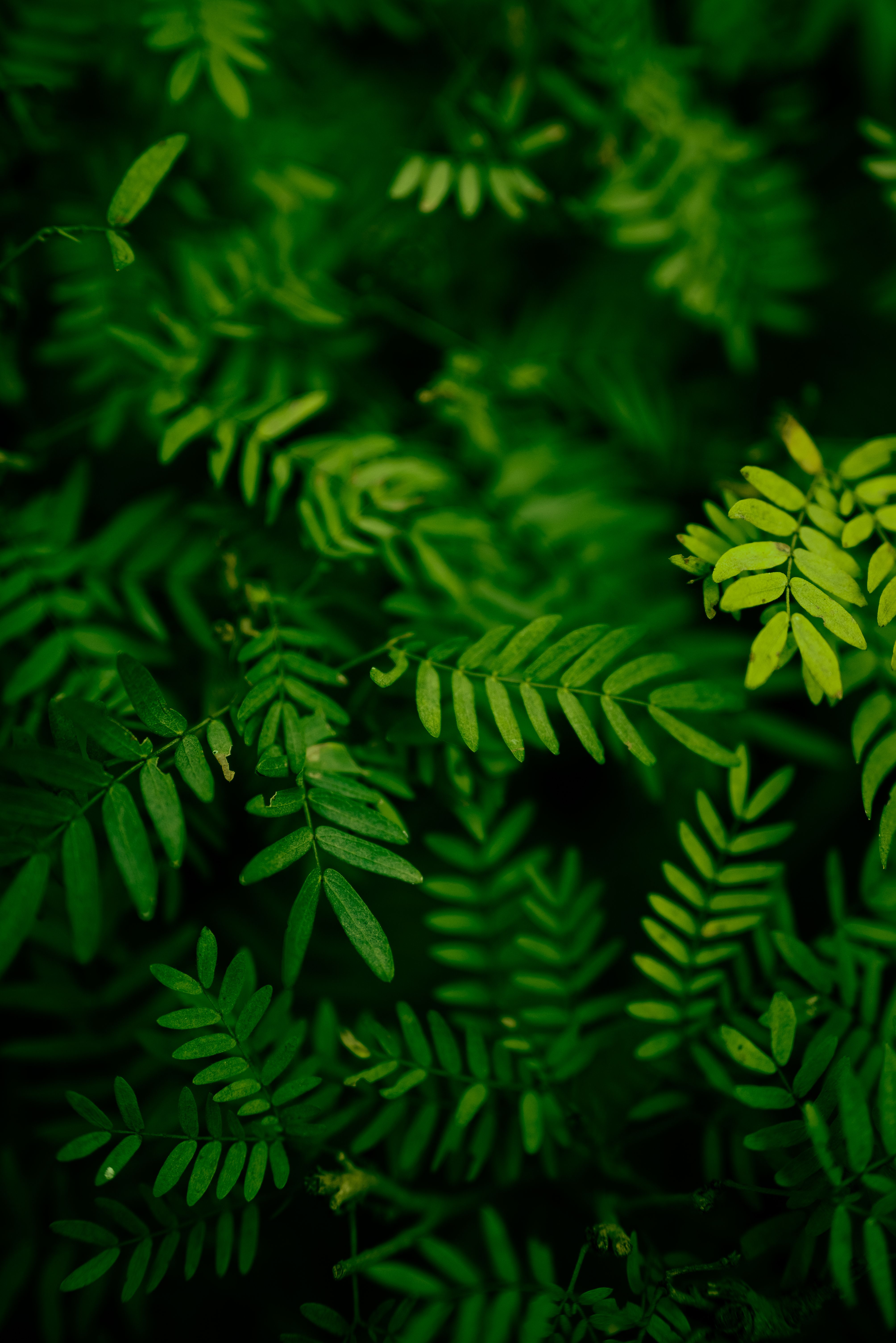 A detailed close-up of vibrant green leaves in natural daylight showcasing lush foliage.