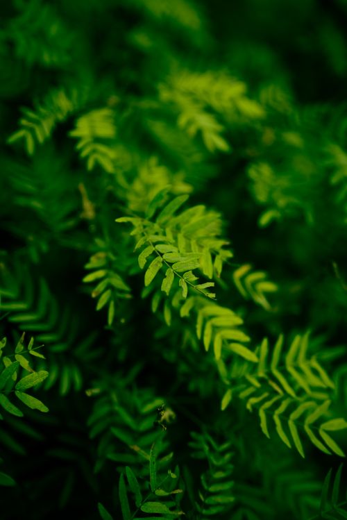 Free A detailed close-up of vibrant green leaves, perfect for nature and environmental themes. Stock Photo