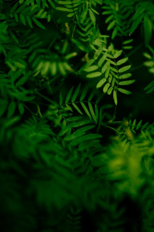 Free Vibrant green plant leaves in a close-up shot, capturing natural beauty and texture. Stock Photo