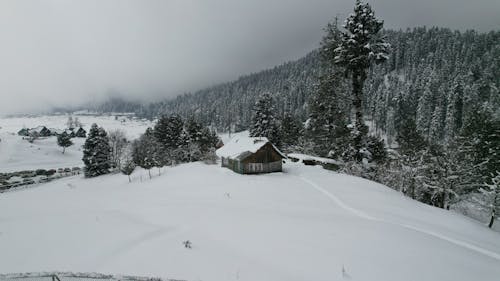 Hut by the Coniferous Forest in Winter 