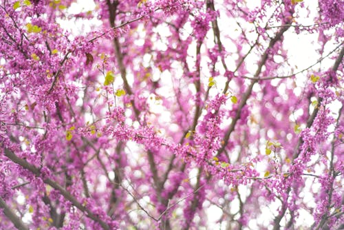 Foto stok gratis berwarna merah muda, mekar, musim semi