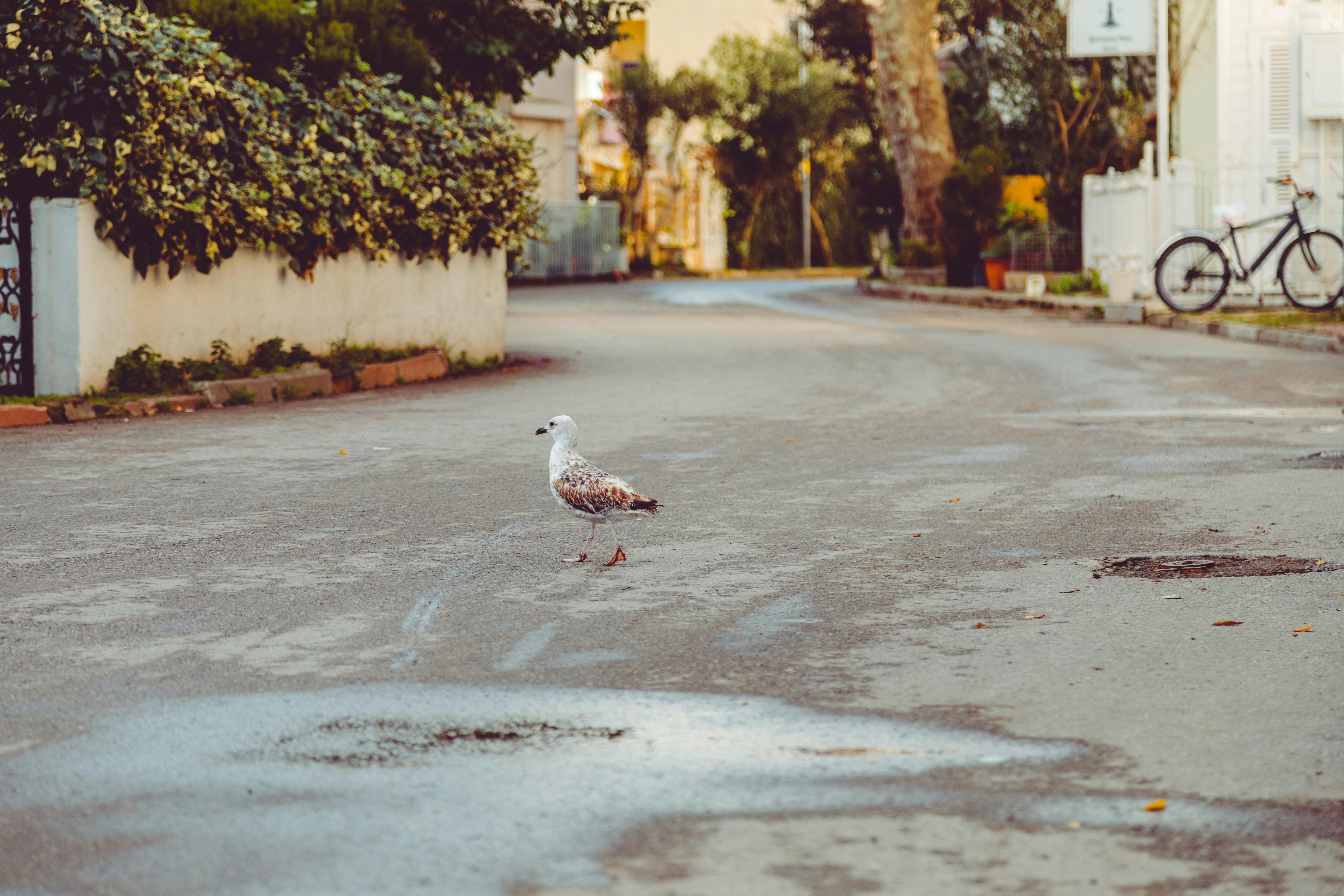 photo of bird on the street