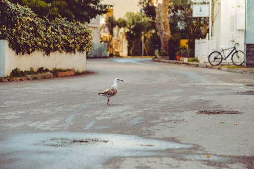 Photo of Bird on the Street
