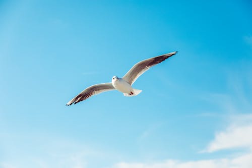 Imagine de stoc gratuită din aviar, cer albastru, fotografie de animale