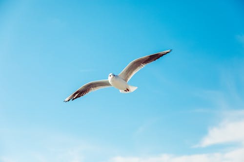 Bird Flying under Blue Sky