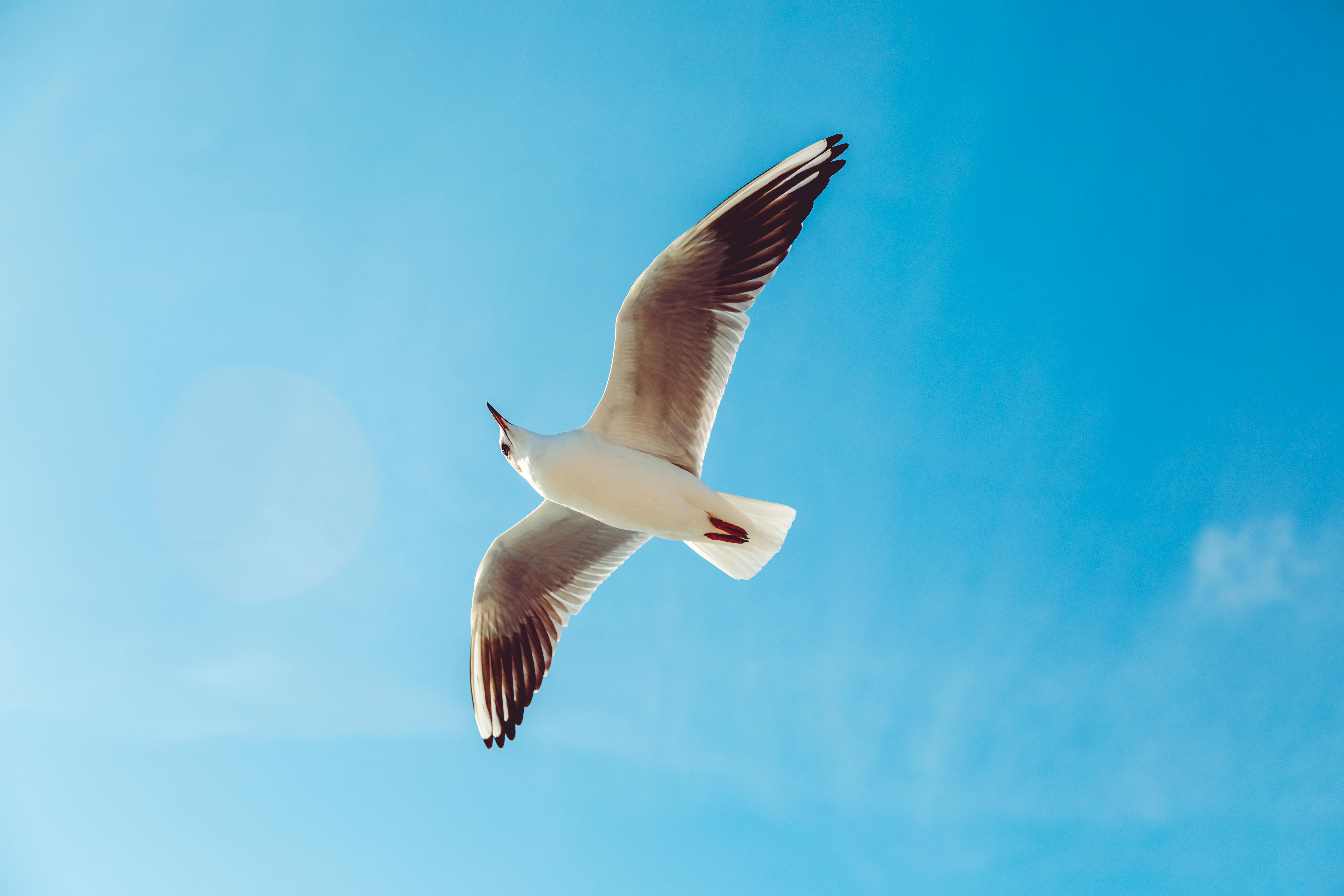 Birds Flying in Key over Sea · Free Stock Photo