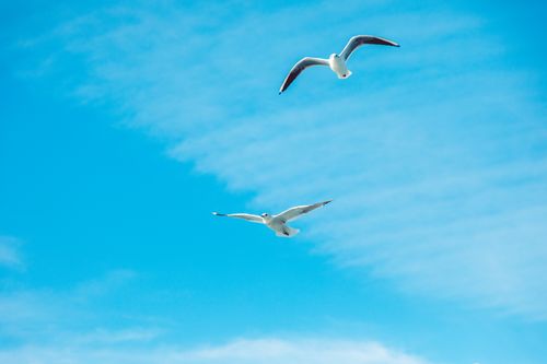 Free Two seagulls gracefully flying against a backdrop of a vibrant blue sky. Stock Photo