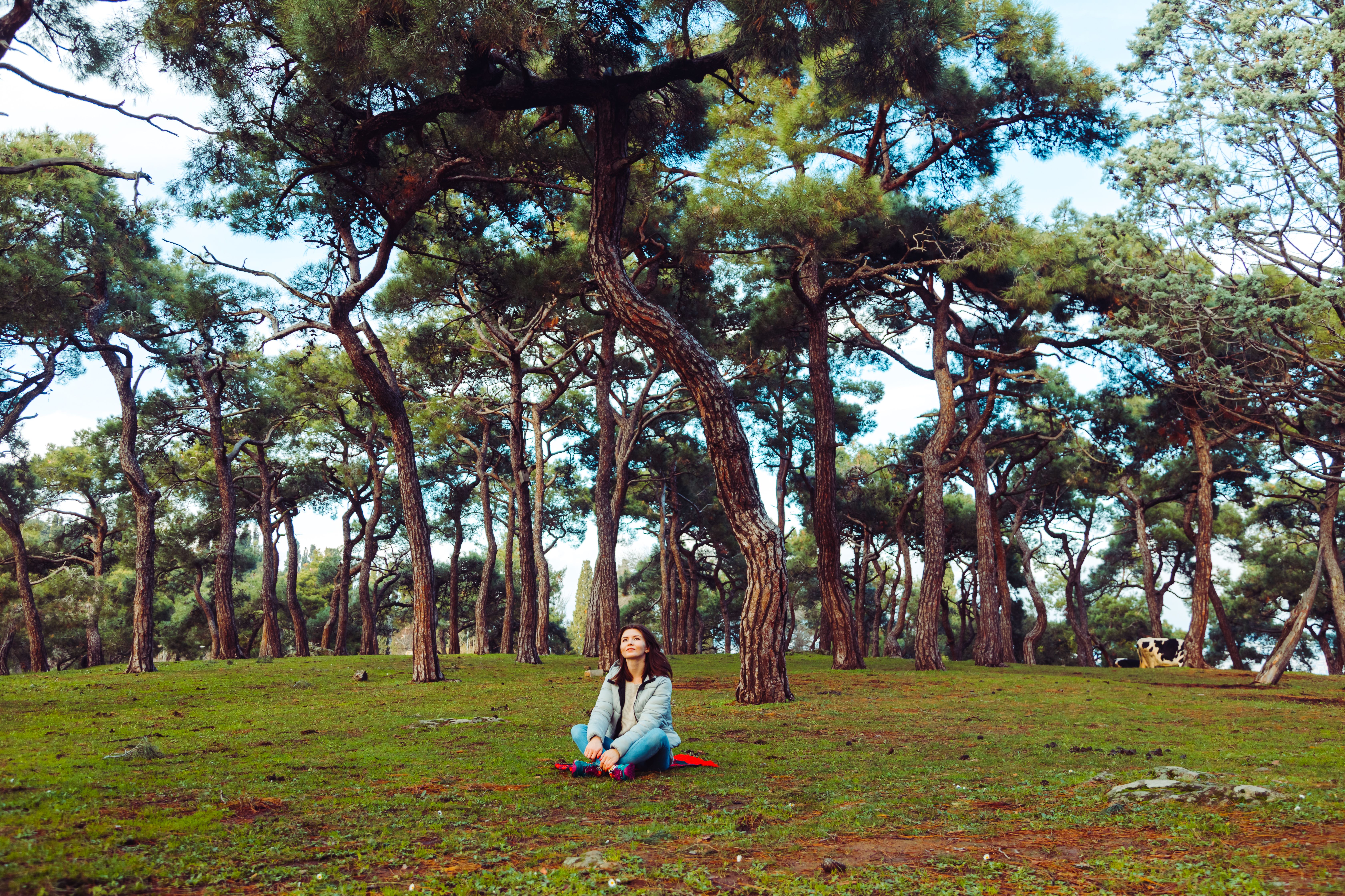 A woman sits peacefully in a serene pine forest, embracing nature.