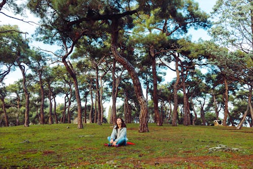 나무, 사람, 앉아 있는의 무료 스톡 사진