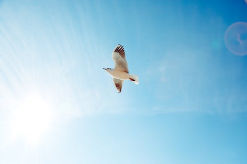 Fotos de stock gratuitas de cielo azul, Gaviota, pájaro volando