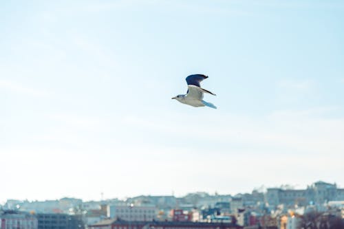 Fotos de stock gratuitas de cielo azul, Gaviota, pájaro volando