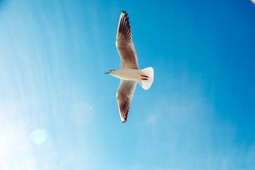 Fotos de stock gratuitas de cielo azul, Gaviota, pájaro volando