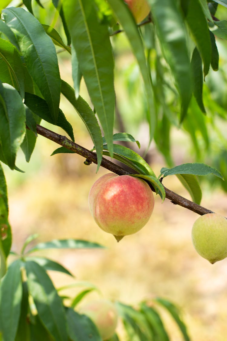 Unripe Peach On A Tree Branch