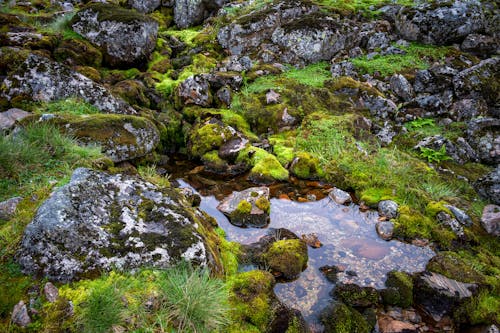 Moss and Rocks around Water Puddle