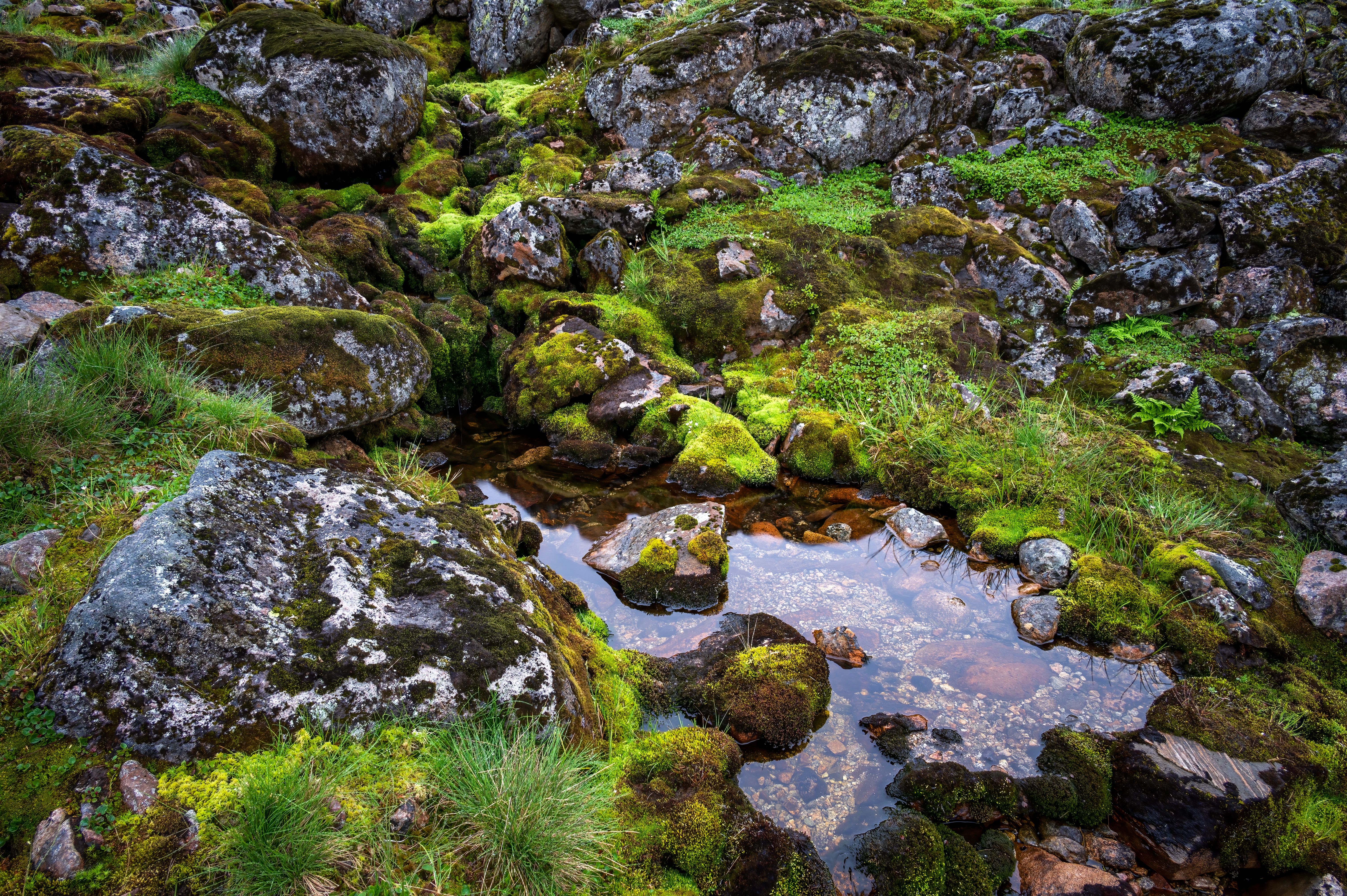 Moss and Rocks around Water Puddle · Free Stock Photo