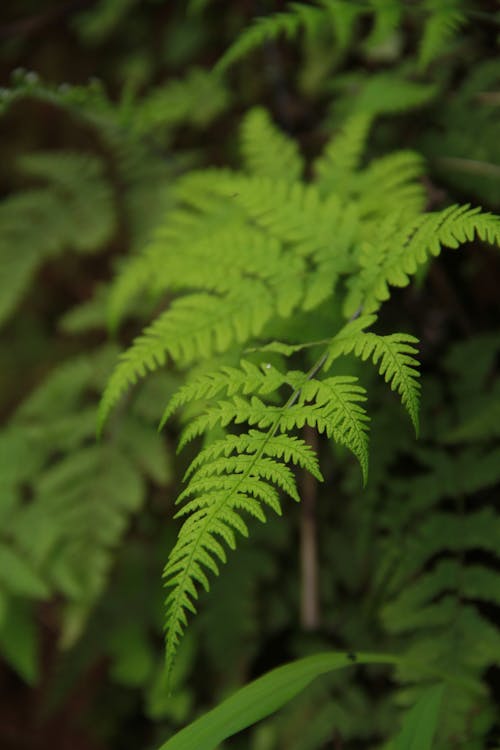 Foto stok gratis batang panjang, cabang, Daun-daun