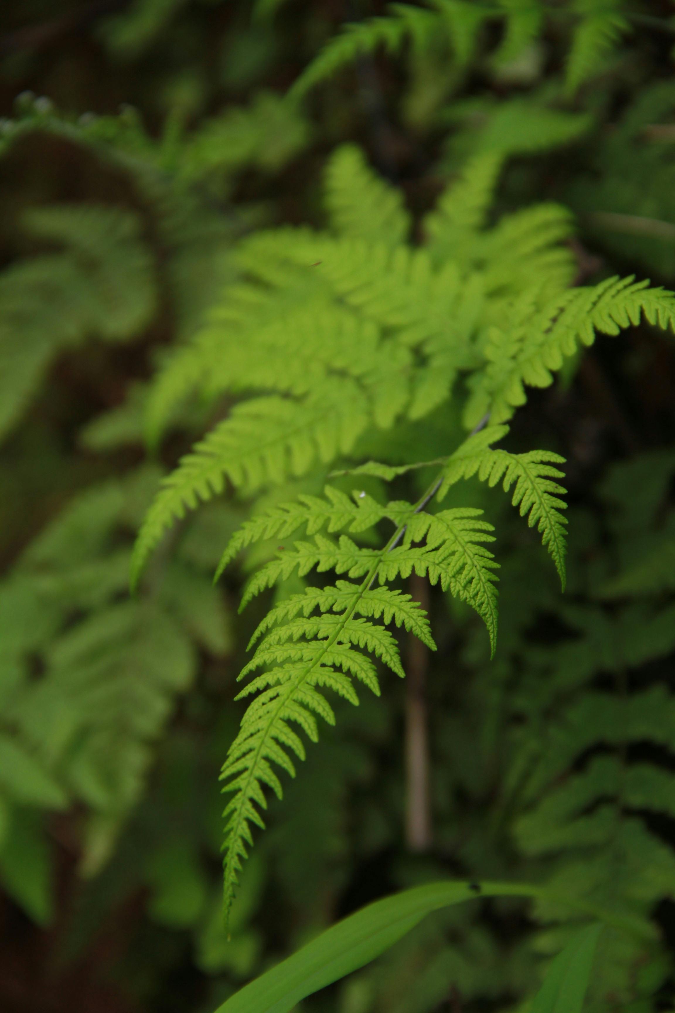 Sunlight on Fern Shrub · Free Stock Photo