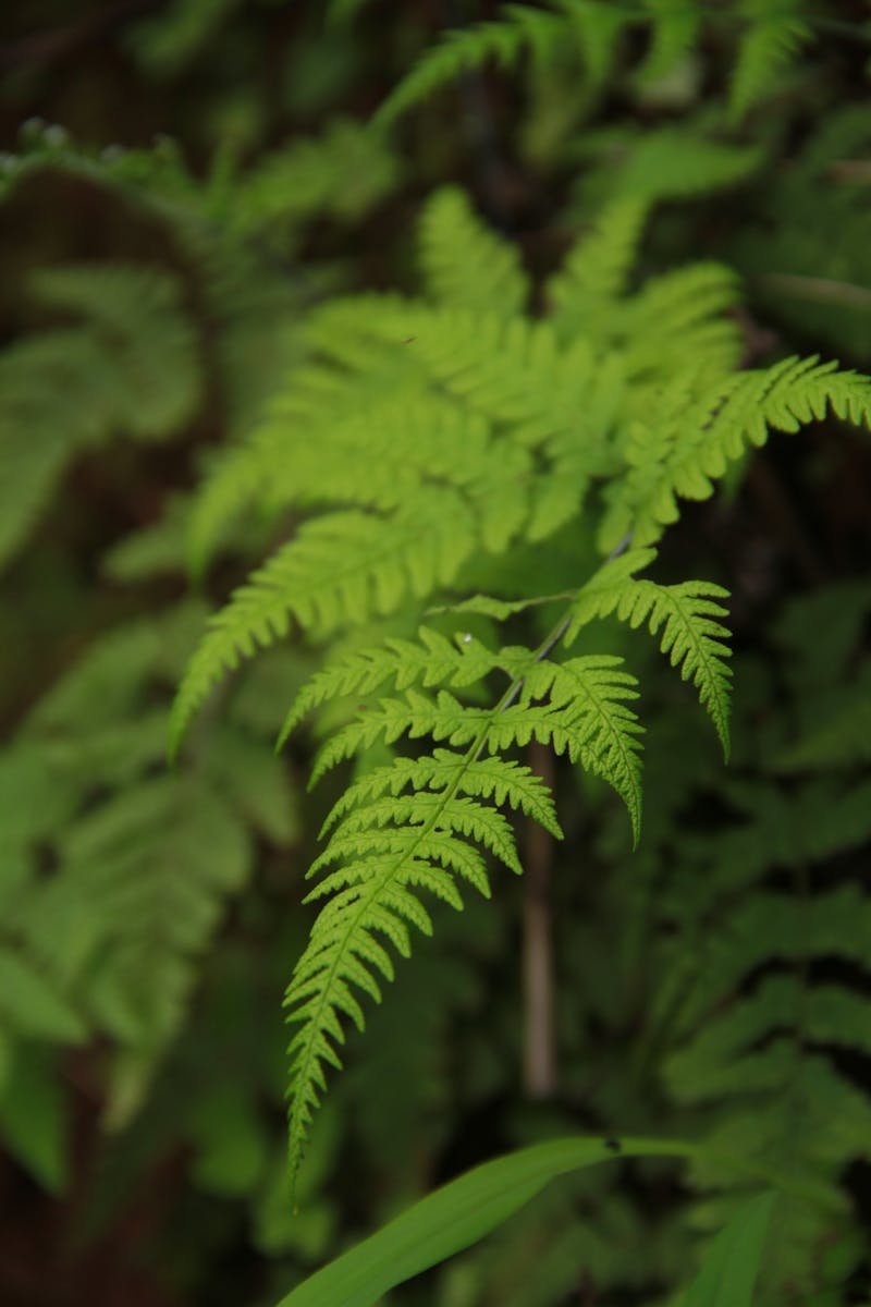 Tender fern sprout in spring forest · Free Stock Photo